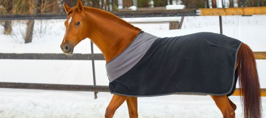 Choisir une couverture pour son cheval