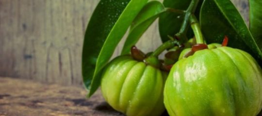 Garcinia Cambogia