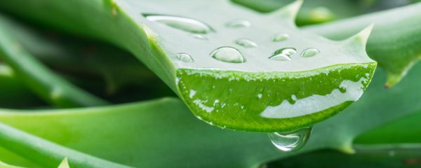 Aloe Vera