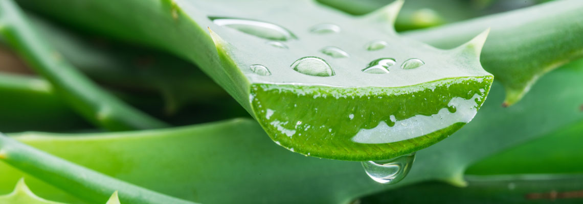 Aloe Vera