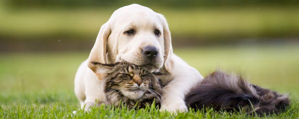 Chat et chien