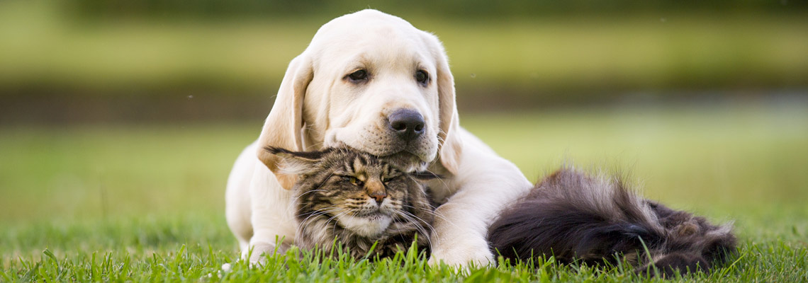 Chat et chien