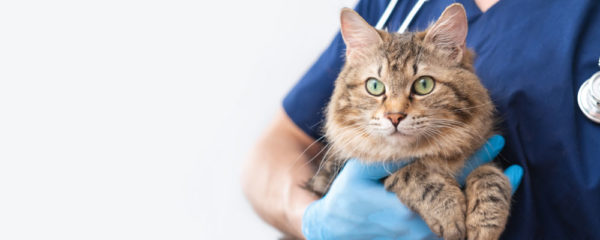 assurance santé pour chat