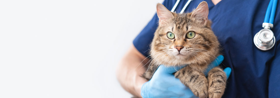 assurance santé pour chat